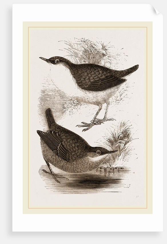 Water-Ouzels by Anonymous