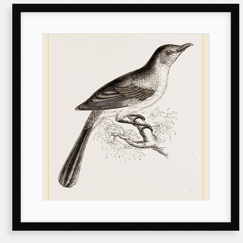 Mocking Bird by Anonymous
