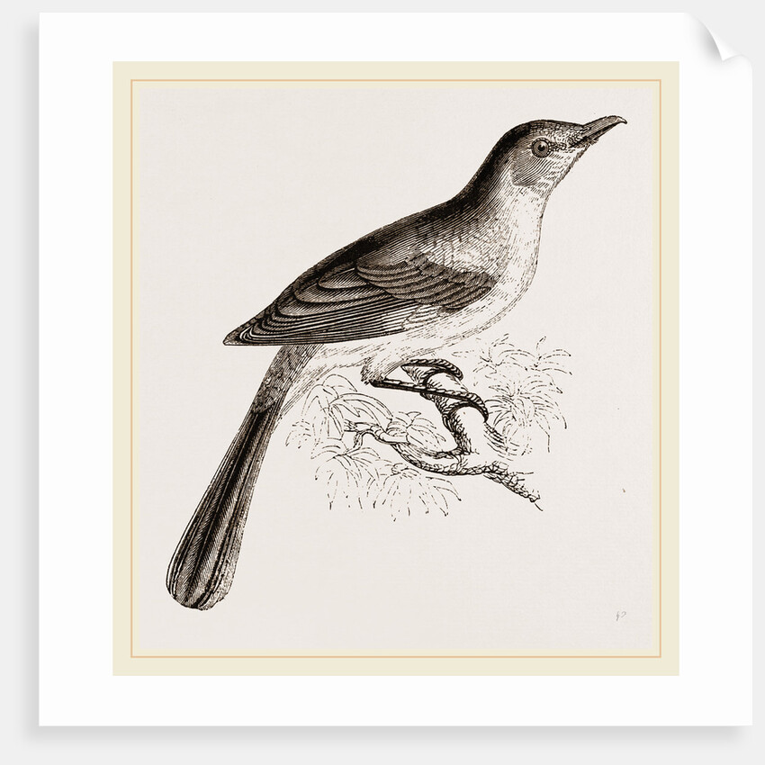 Mocking Bird by Anonymous