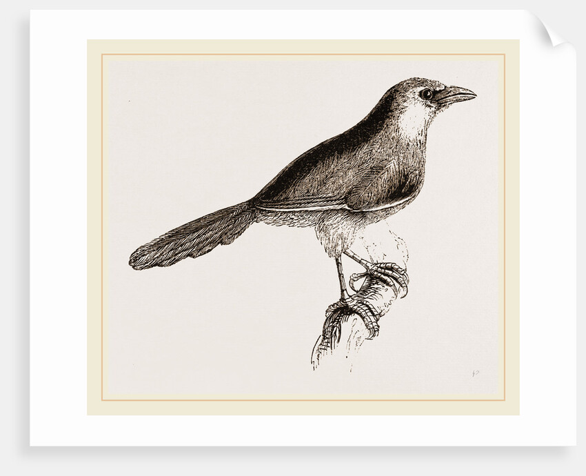 Chestnut-capped Timalia by Anonymous