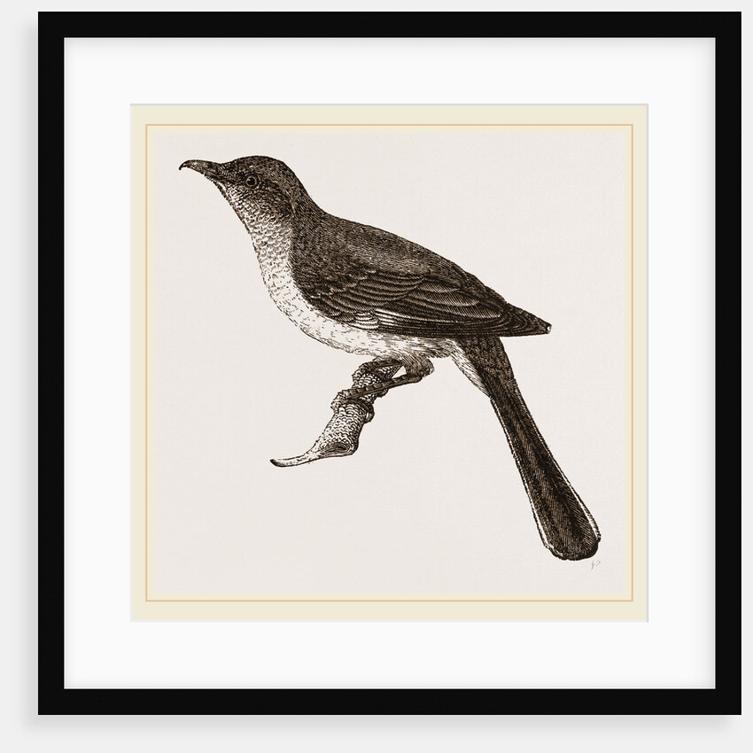 Mocking-Bird by Anonymous