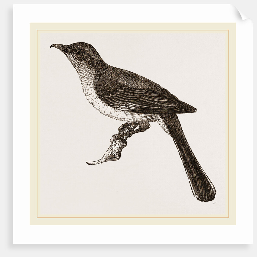 Mocking-Bird by Anonymous
