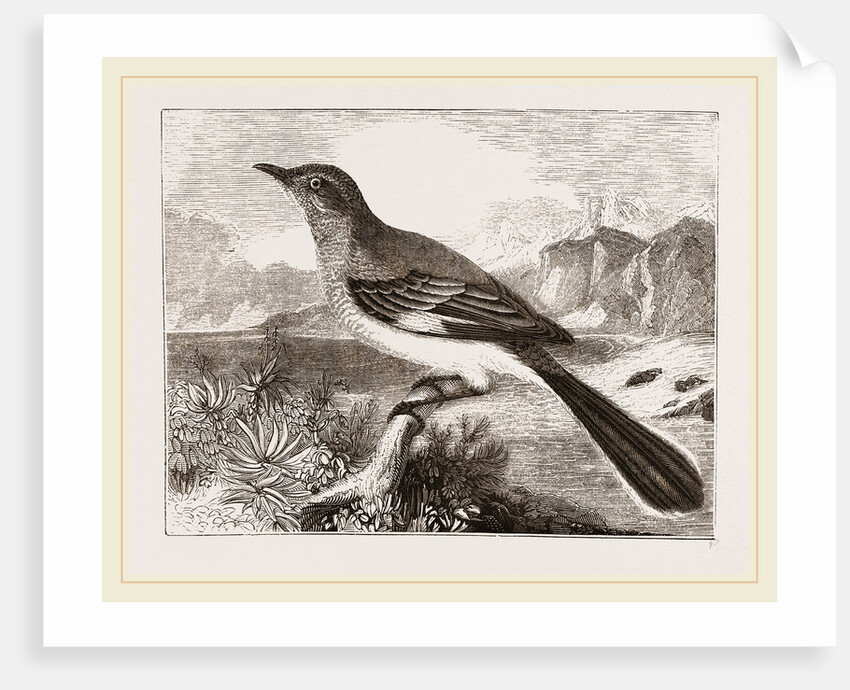 Mocking Bird by Anonymous