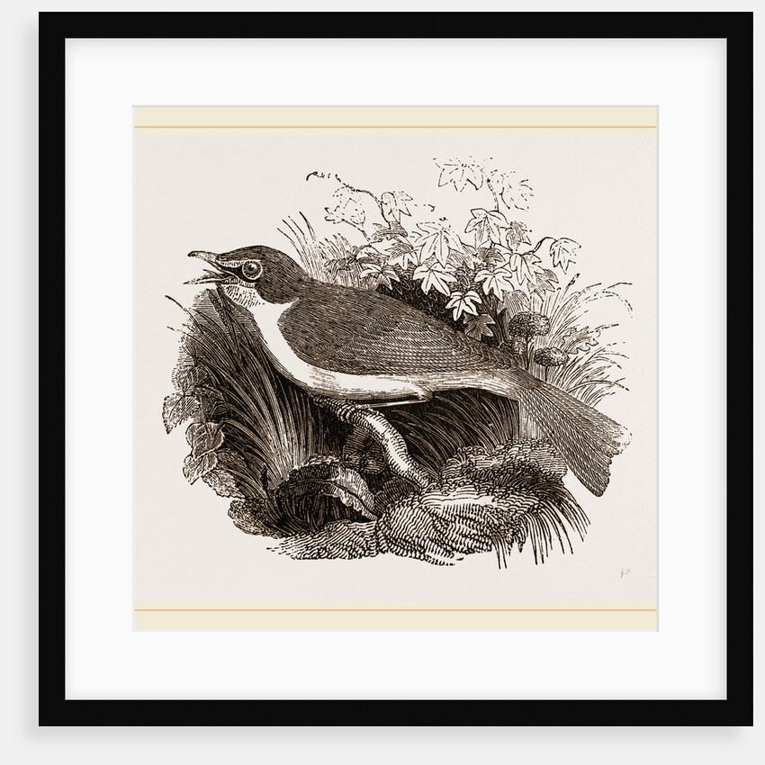 Mocking-Bird by Anonymous