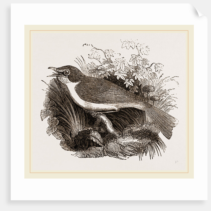 Mocking-Bird by Anonymous