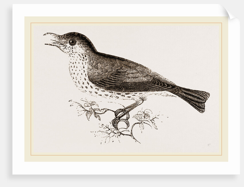Wood-Thrush by Anonymous