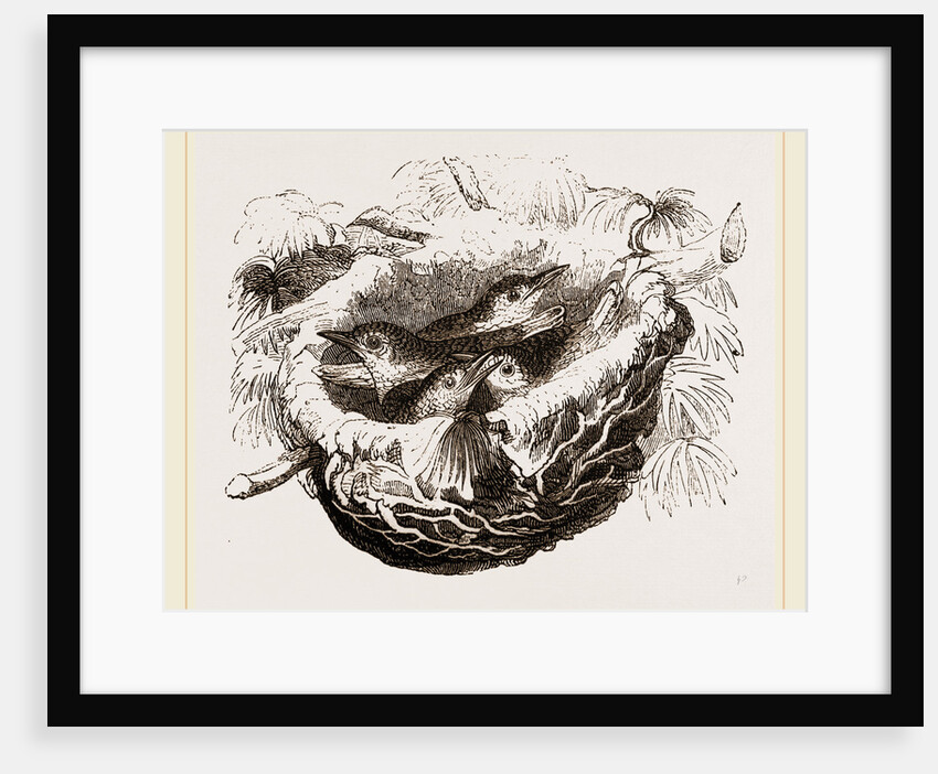 Nest of Golden Oriole by Anonymous