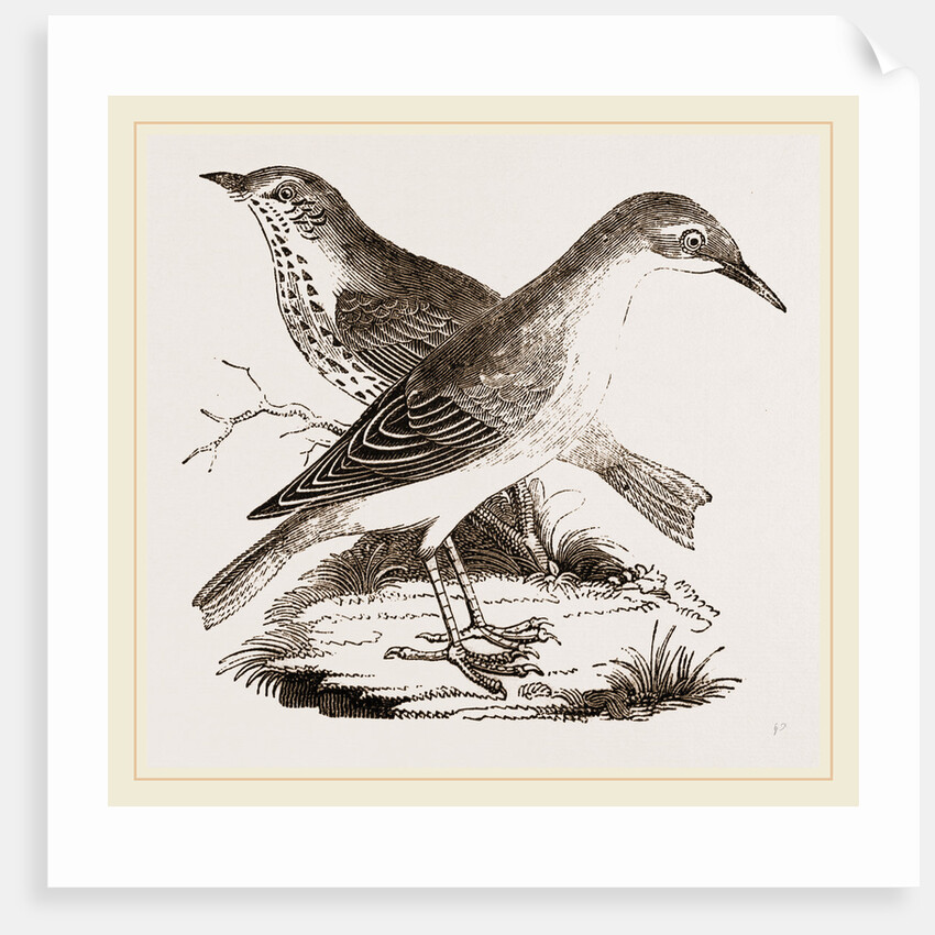 Hermit-Thrush by Anonymous