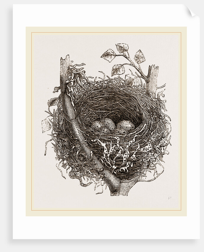 Nest of Mistle Thrush by Anonymous
