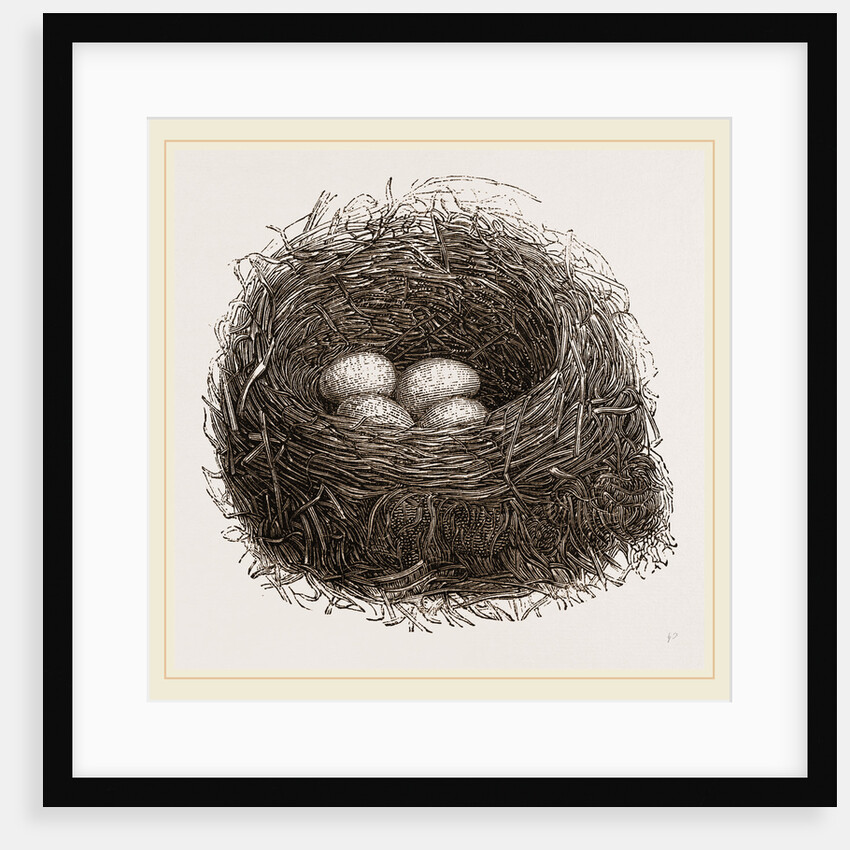 Nest of Blackbird by Anonymous