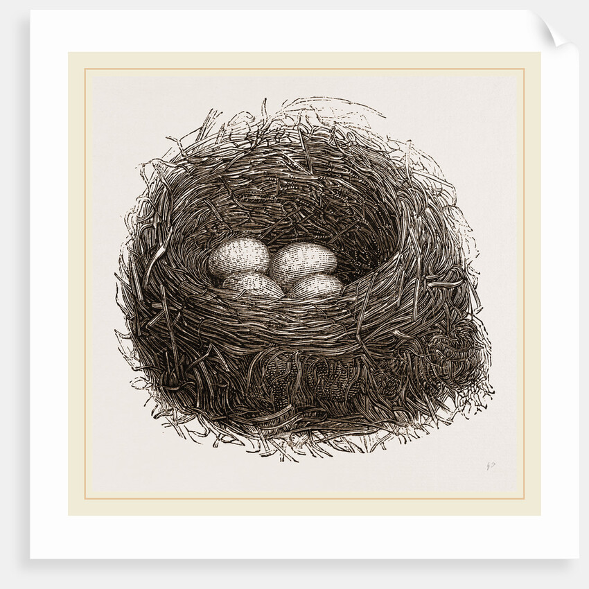 Nest of Blackbird by Anonymous