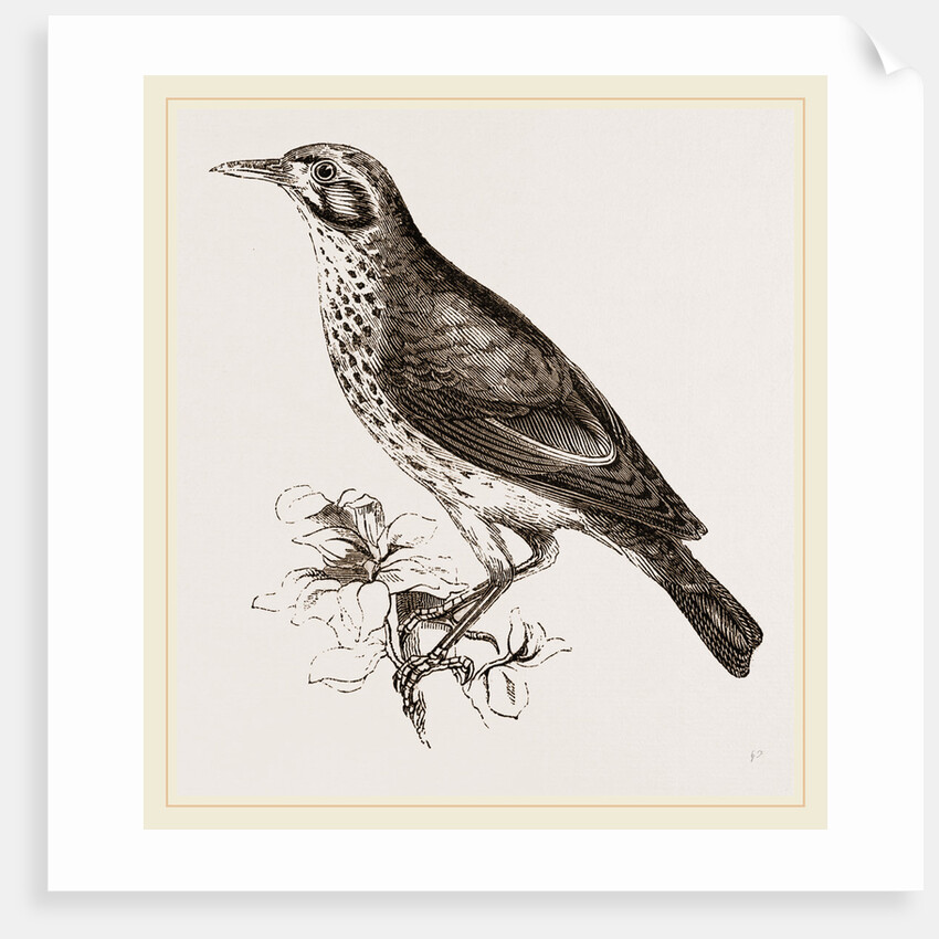 Ground scraping Thrush by Anonymous