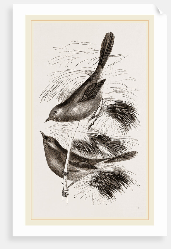 Dartford Warblers by Anonymous
