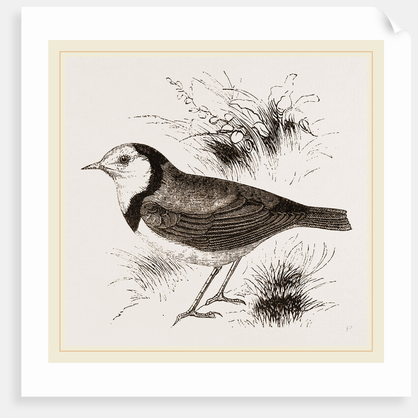 White fronted Ephthianura by Anonymous