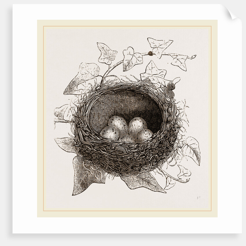 Nest of Song-Thrush by Anonymous