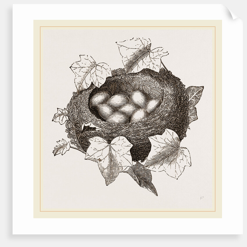 Nest of Golden-Crested Wren by Anonymous