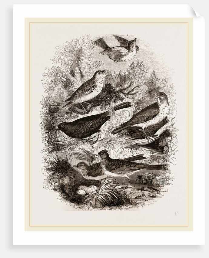 Group of British Birds by Anonymous