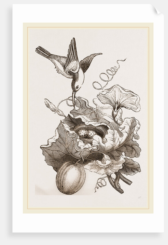 Female Tailor-Bird and Nest by Anonymous