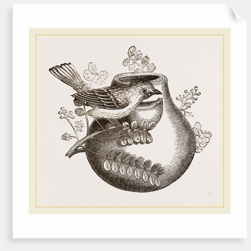 Nest of Pine-pine by Anonymous