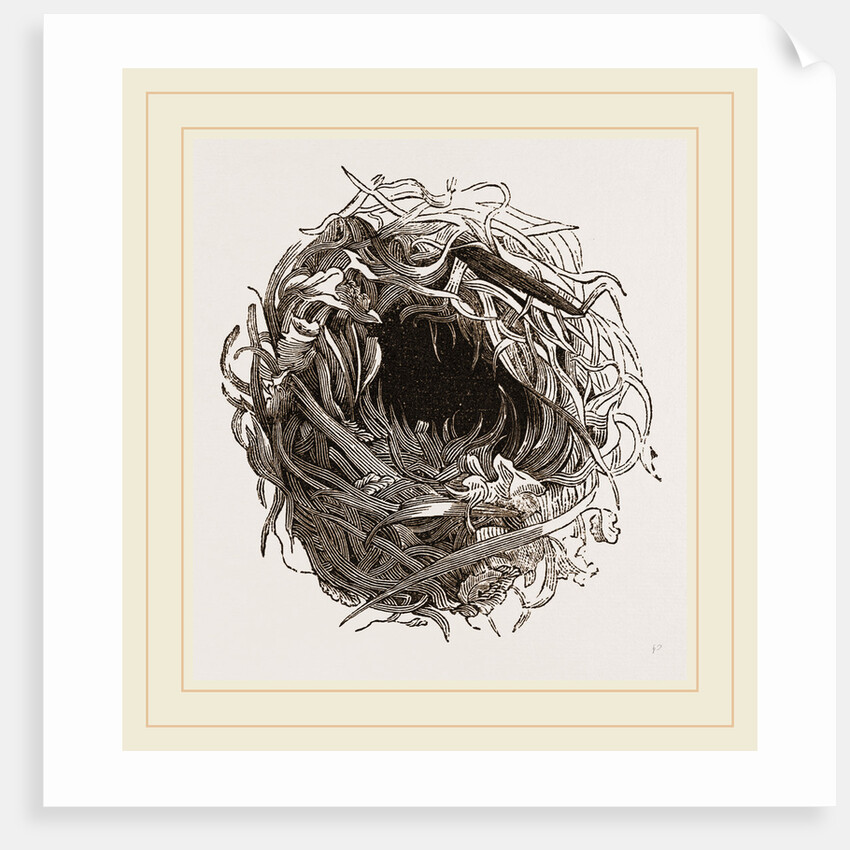 Nest of Yellow Wren by Anonymous