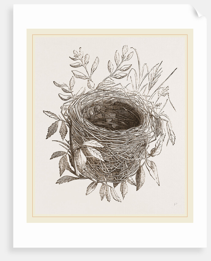 Nest of Sedge-Warbler by Anonymous