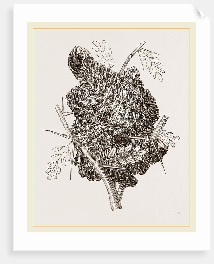 Nest of Pine-pine by Anonymous