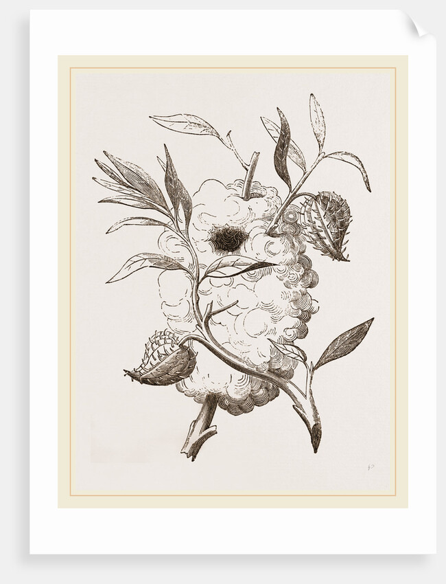 Nest of Capocier by Anonymous