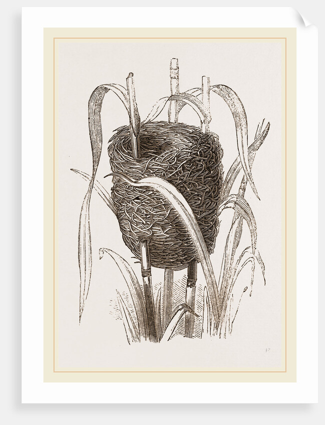 Nest attributed to Reed-Bunting by Anonymous