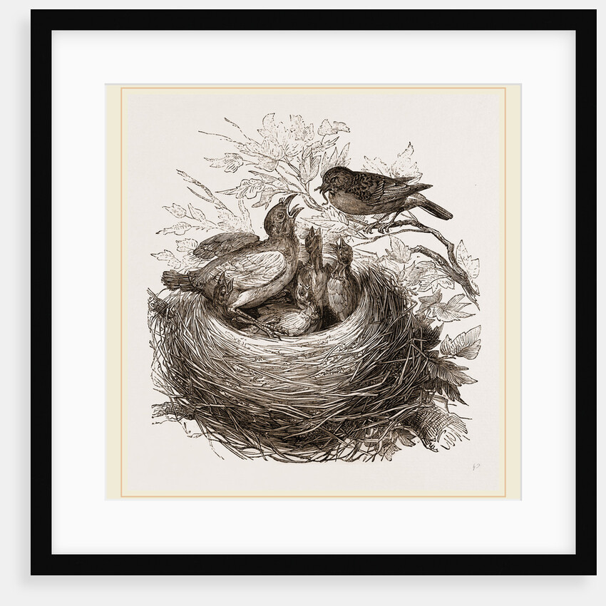 Hedge-Sparrows and Cuckoo by Anonymous