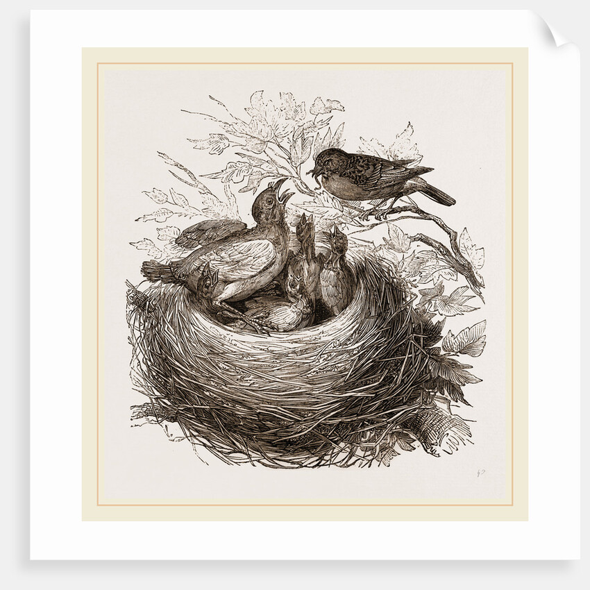 Hedge-Sparrows and Cuckoo by Anonymous