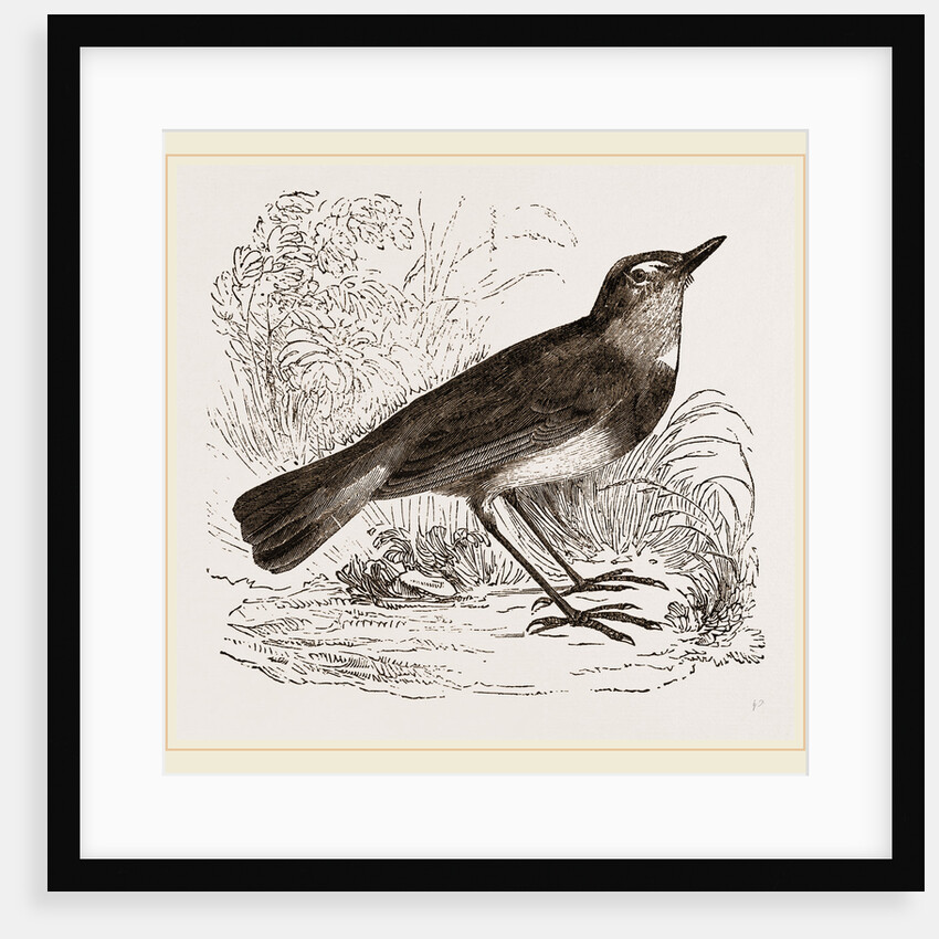 Blue-throated Redstart by Anonymous