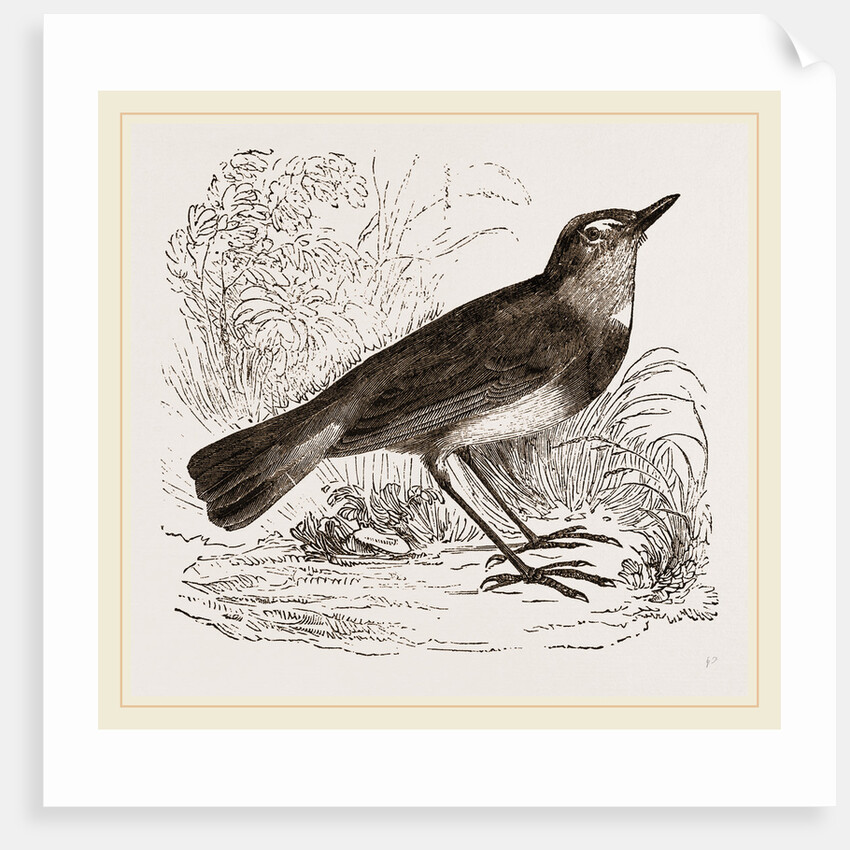 Blue-throated Redstart by Anonymous