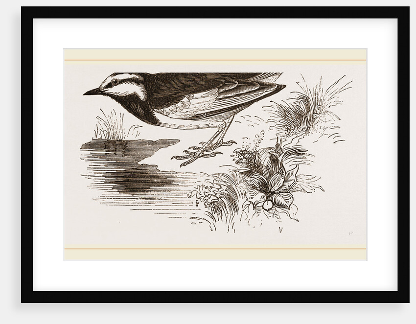White-winged Wagtail by Anonymous