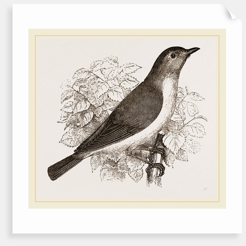 Garden Warbler by Anonymous