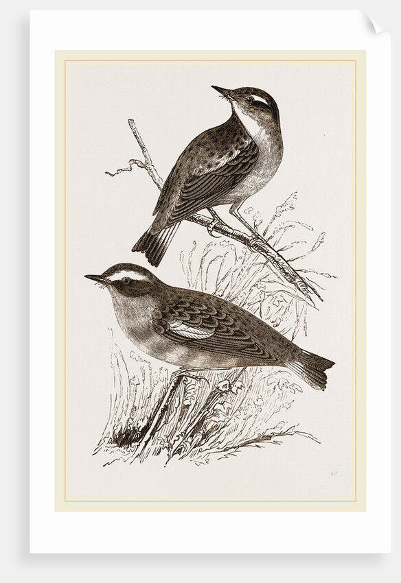 Whinchats by Anonymous