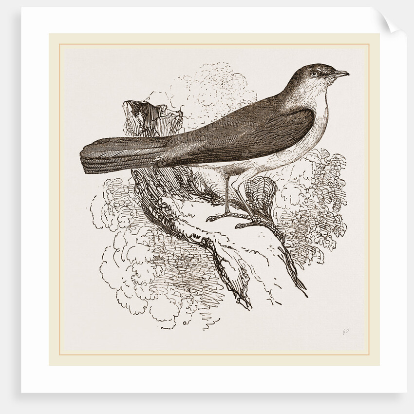 Nightingale by Anonymous