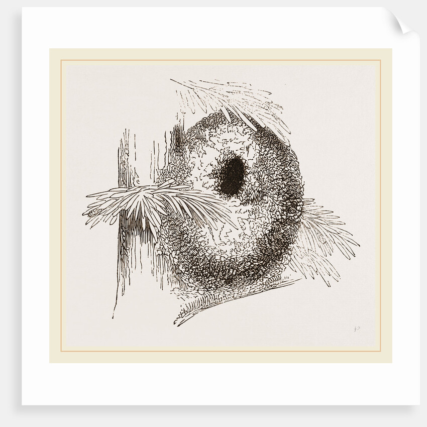 Nest of Long-tailed Titmouse by Anonymous