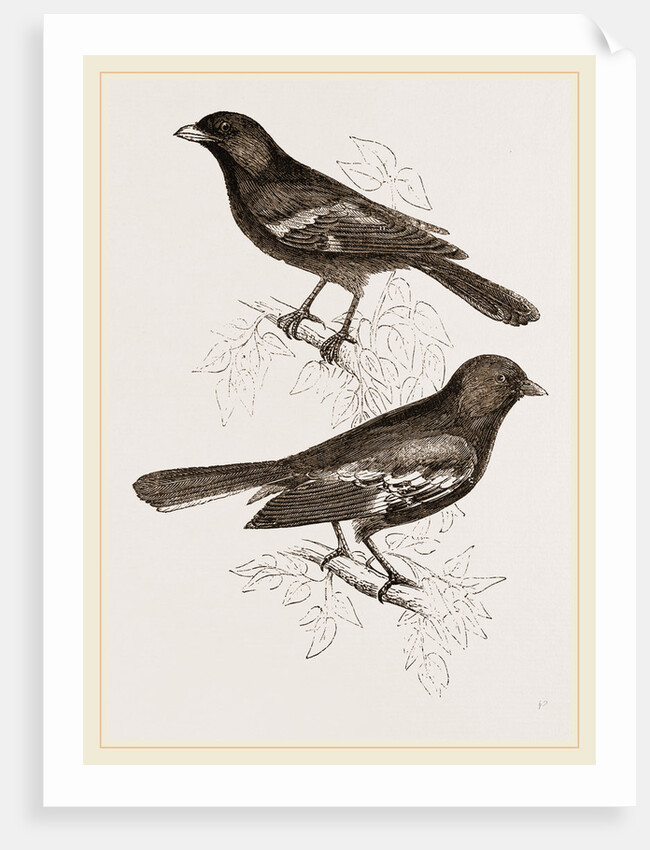 Black Titmice by Anonymous