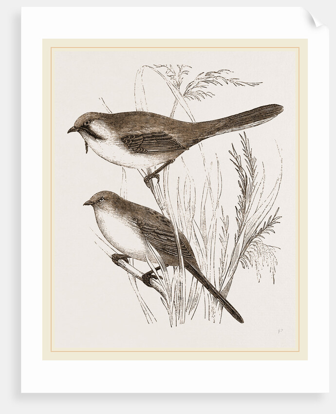 Bearded Titmice by Anonymous
