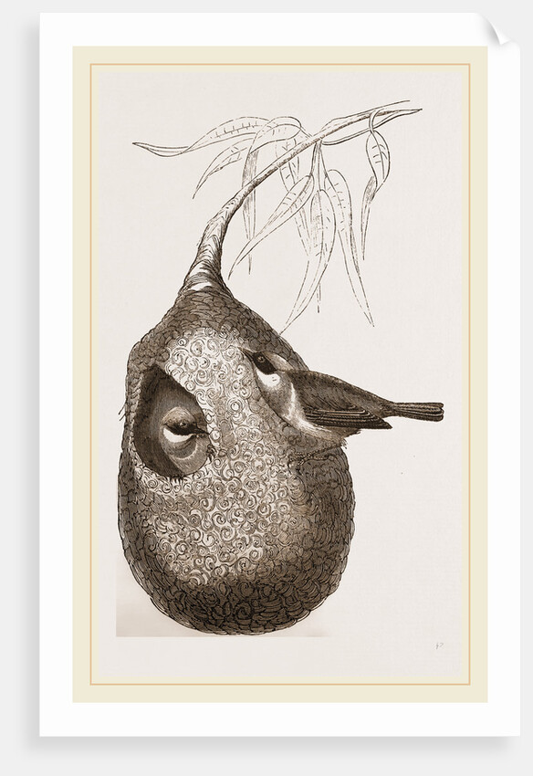 Penduline Titmice and Nest by Anonymous