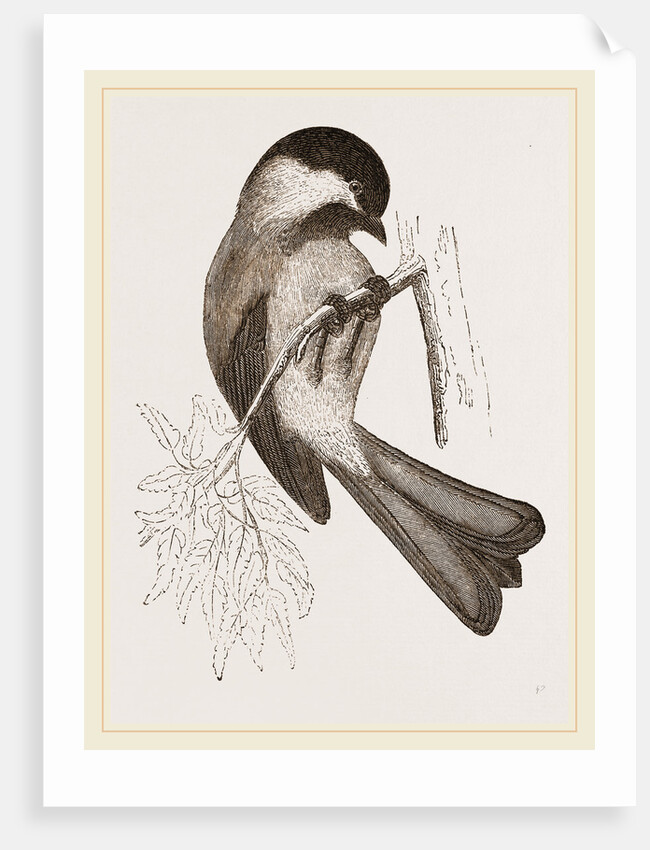 Black-cap Titmouse by Anonymous