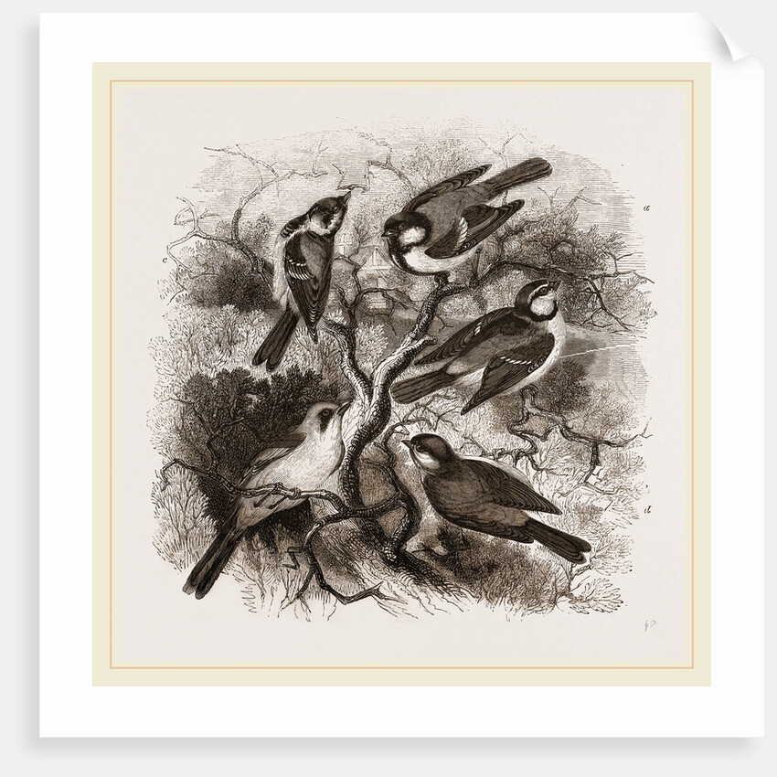 Group of British Titmice by Anonymous