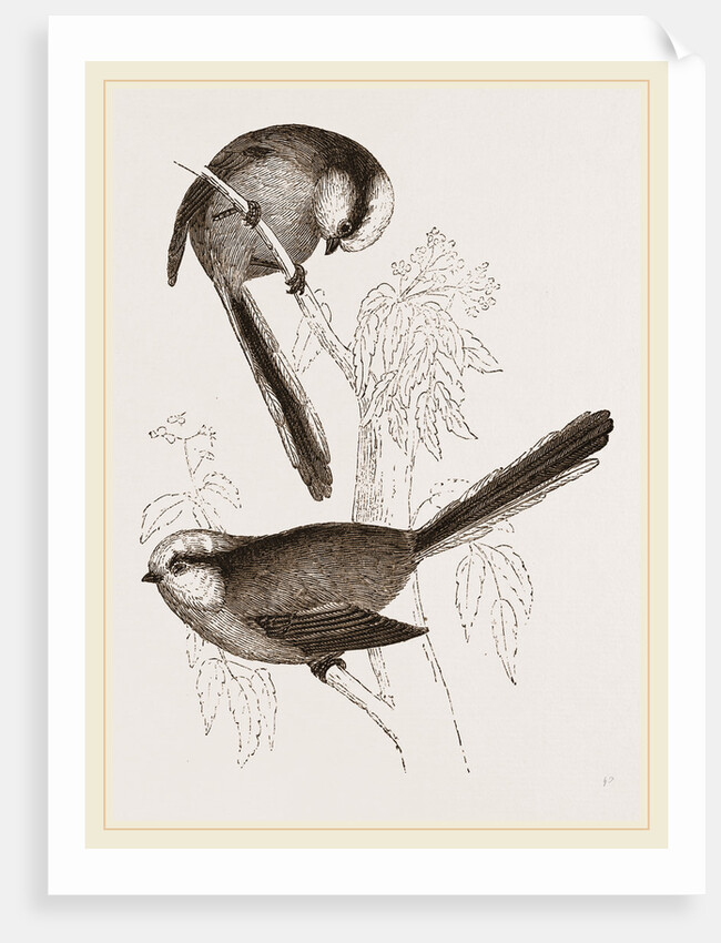 Long-tailed Titmice by Anonymous