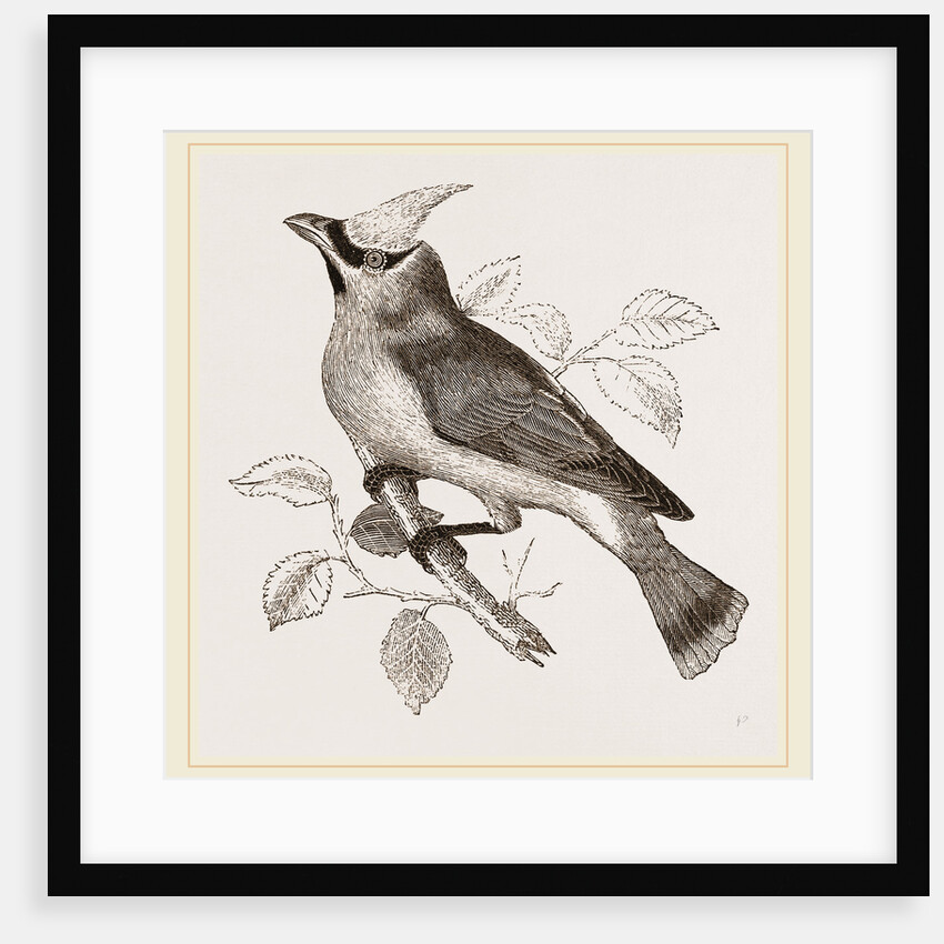 Cedar-Bird by Anonymous