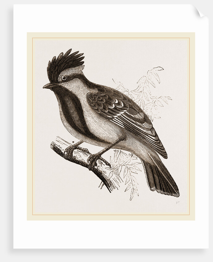 Yellow-cheeked Titmouse by Anonymous