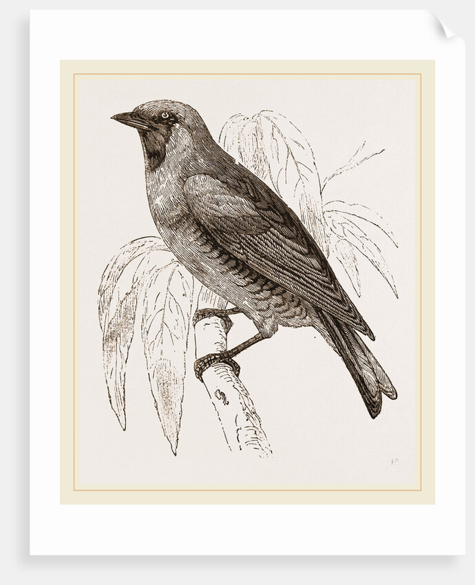 Swallow Fruit eater by Anonymous