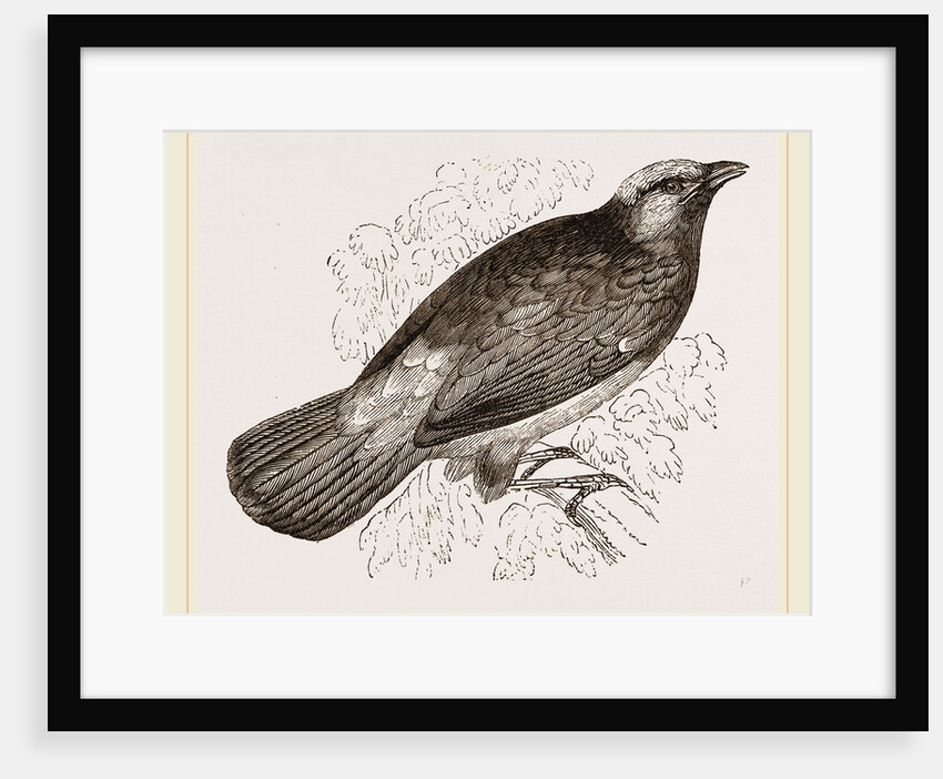 Scarlet Cotinga by Anonymous