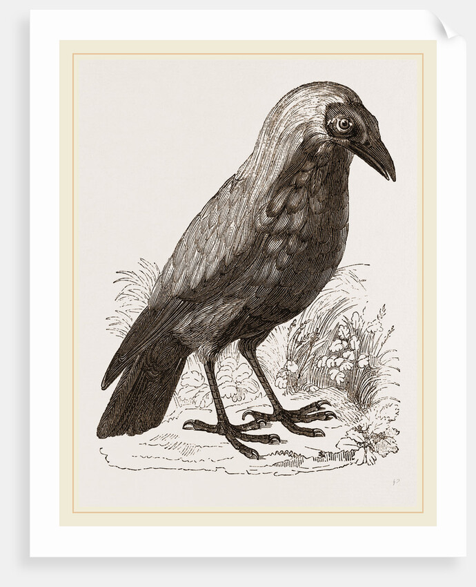 Bald Fruit-Crow by Anonymous