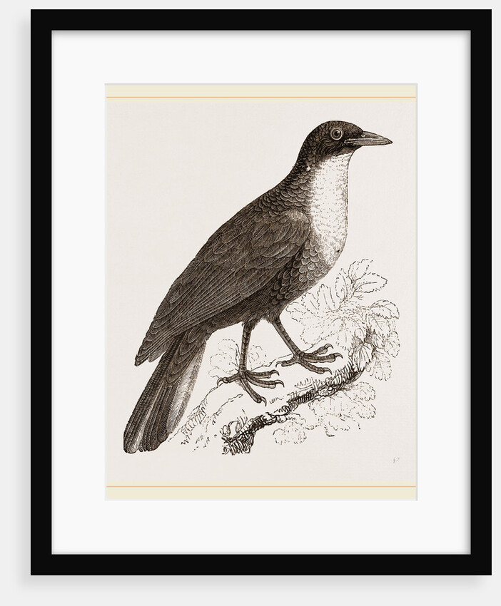 Scaled Fruit-Crow by Anonymous