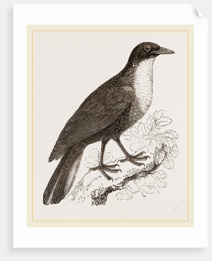 Scaled Fruit-Crow by Anonymous